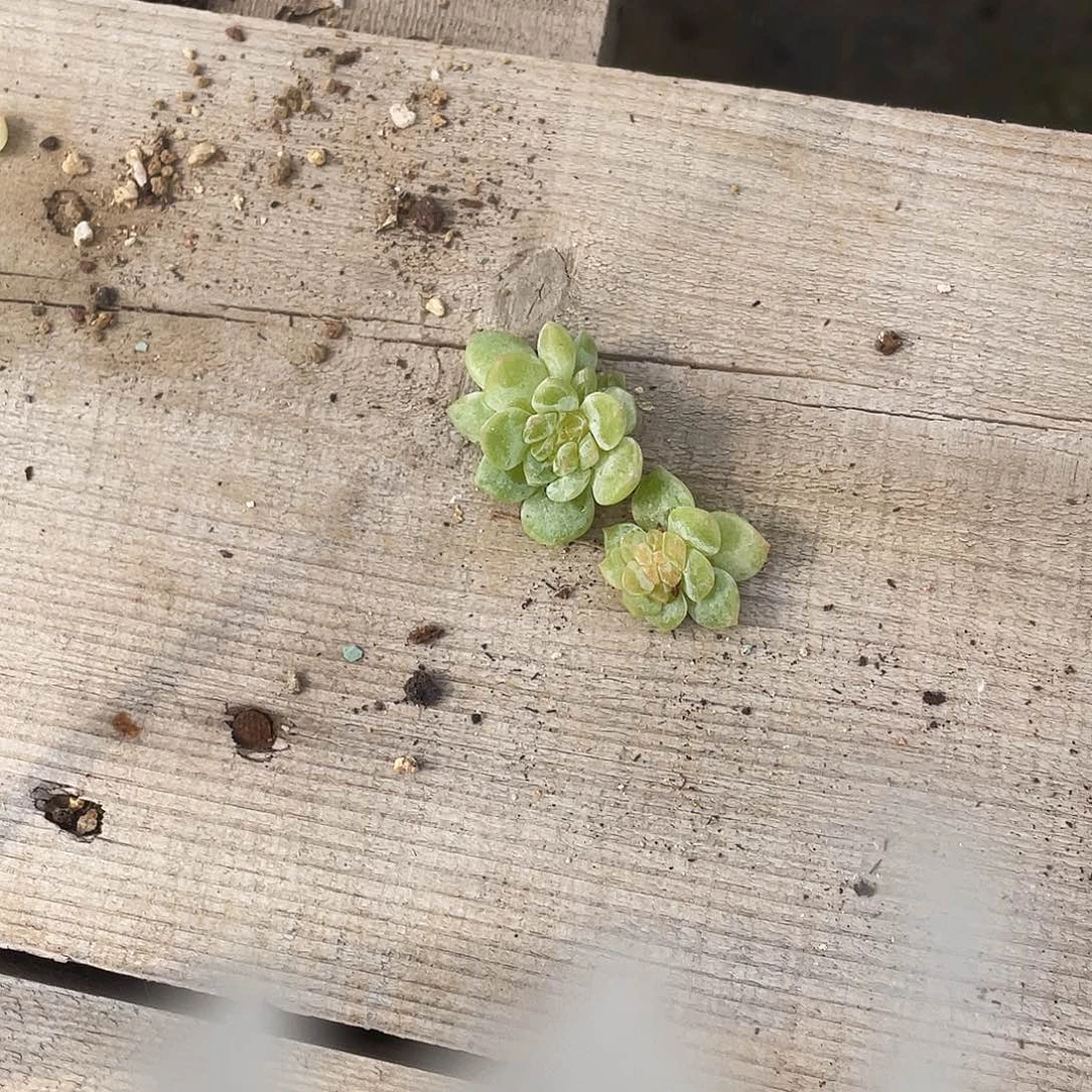 茶***蛋T2疑似中苗穴一个满25包邮