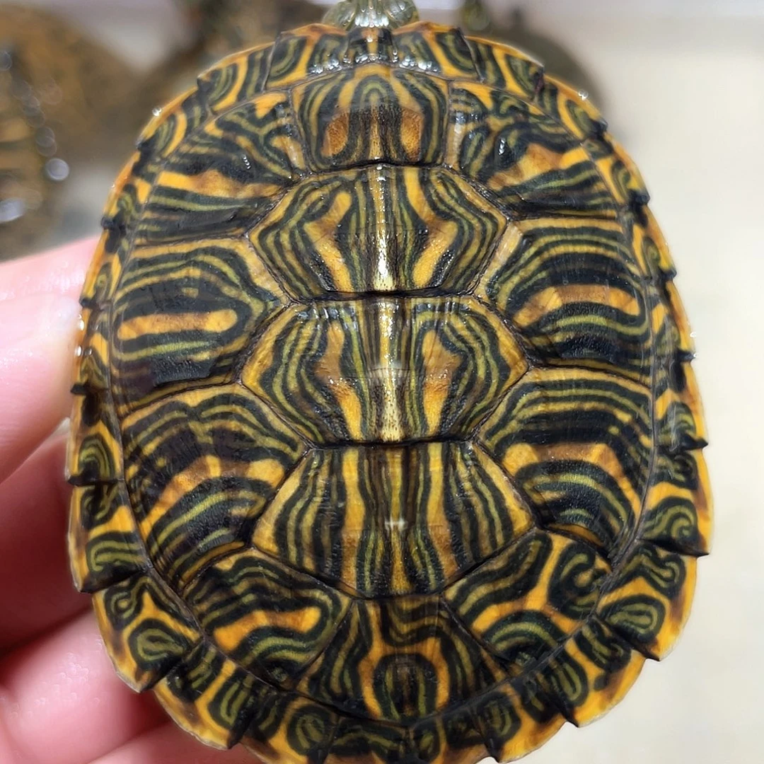 宠物龟不分公母7.0