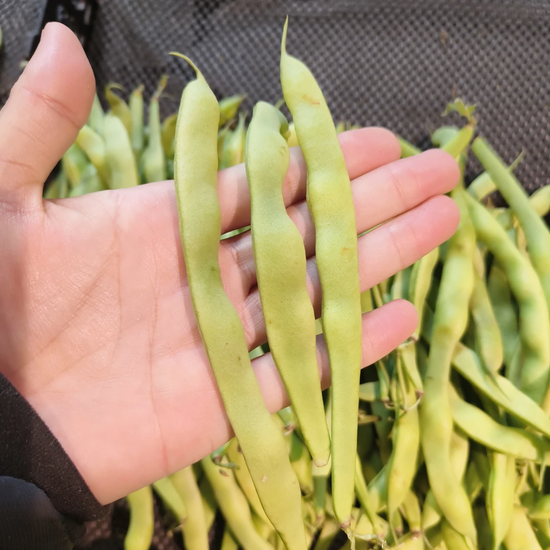 棒豆500g一份