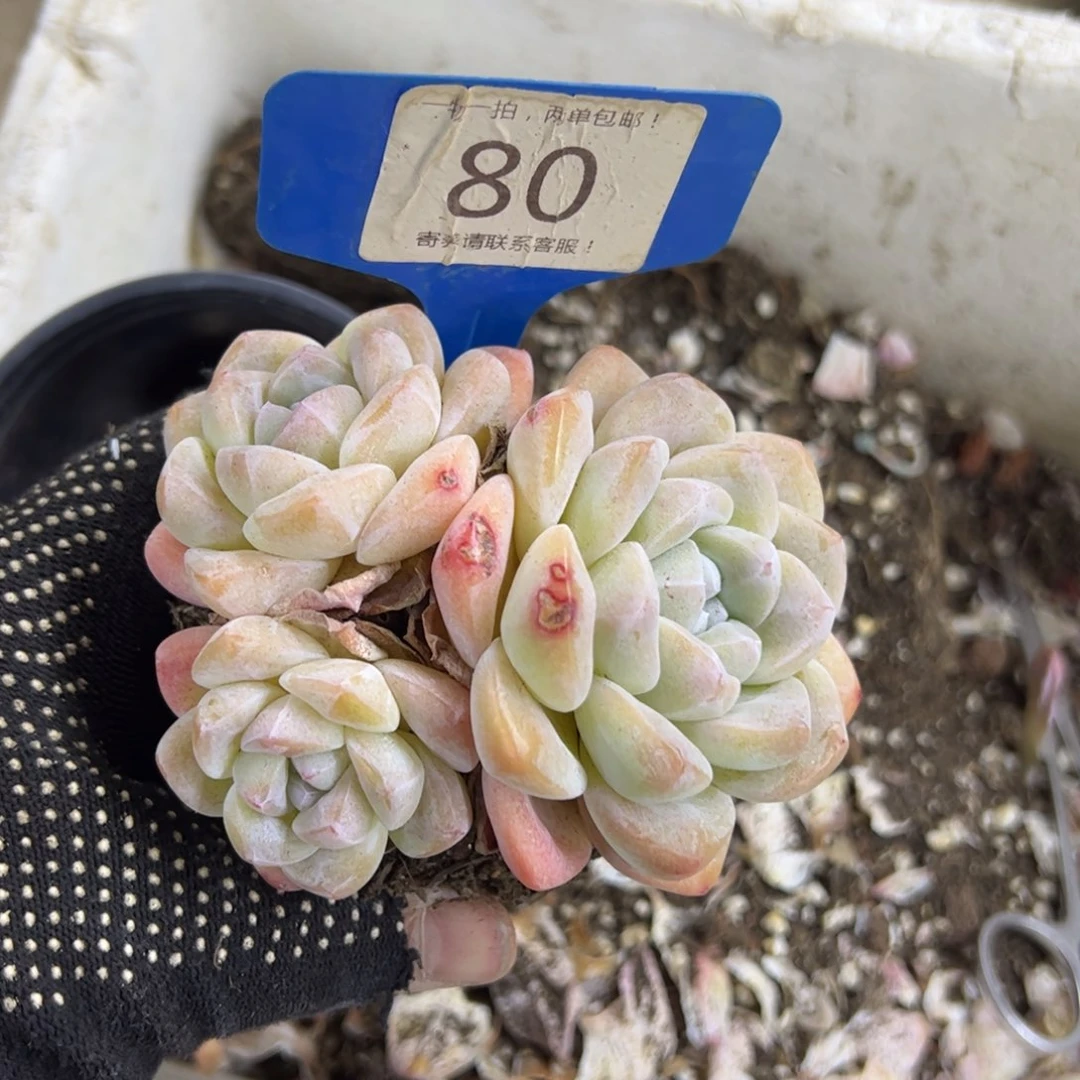 红陶三**忆80号多肉植物