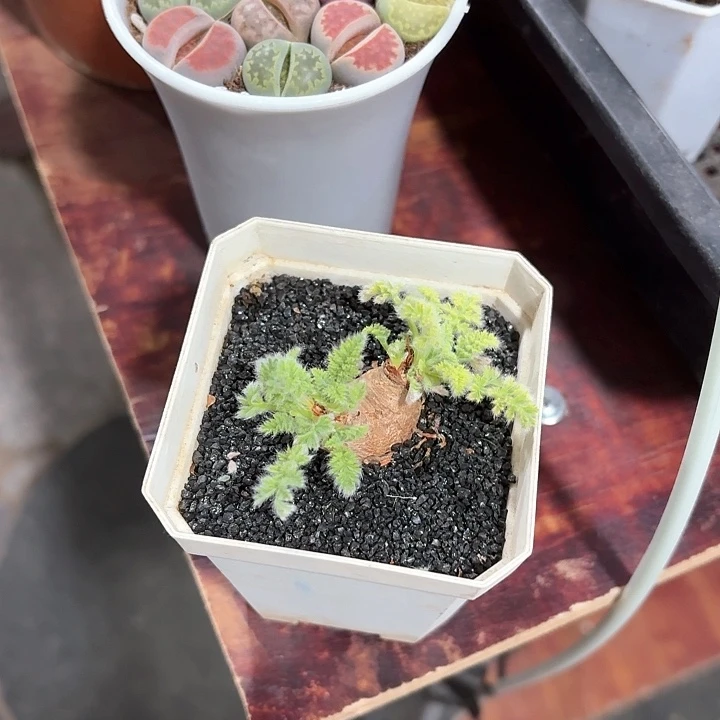 倒***数羽叶仙人球仙人球