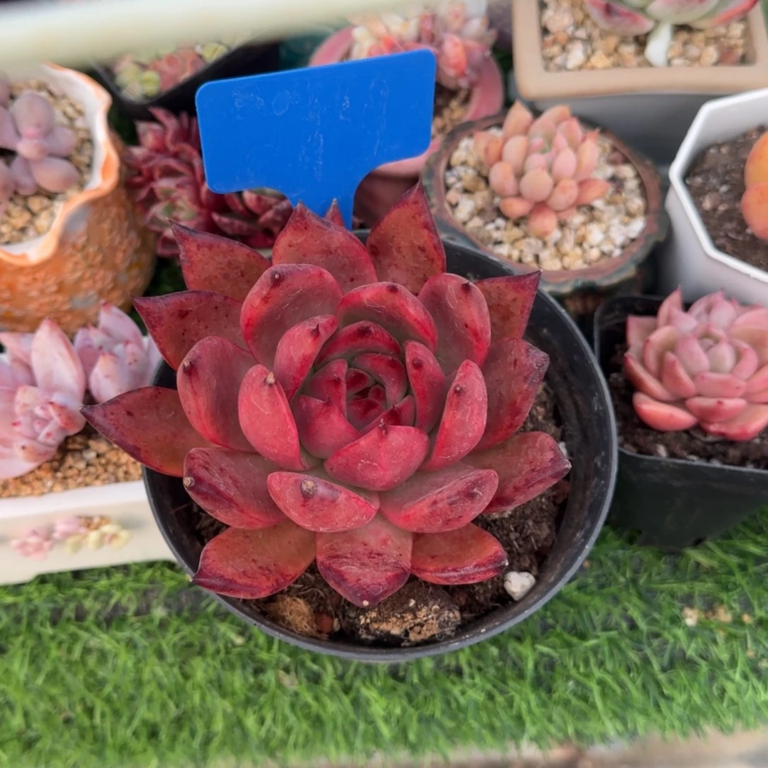 阿母斯壮多肉植物