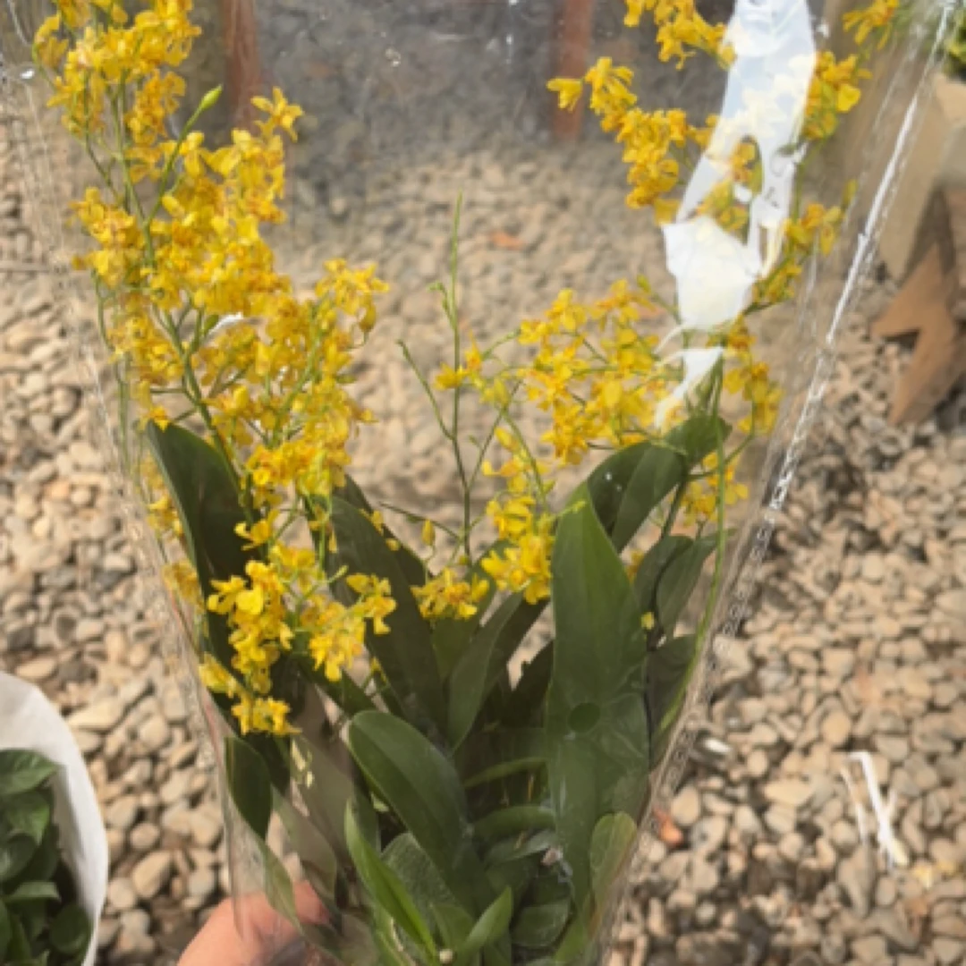 梦香兰 可爱盆栽