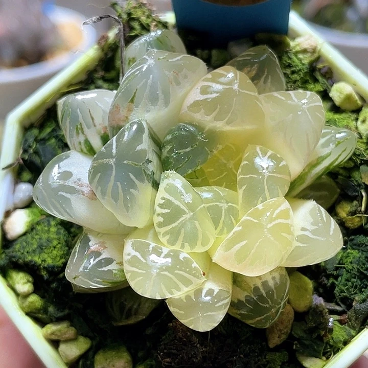 668卜卜紫锦一物一拍