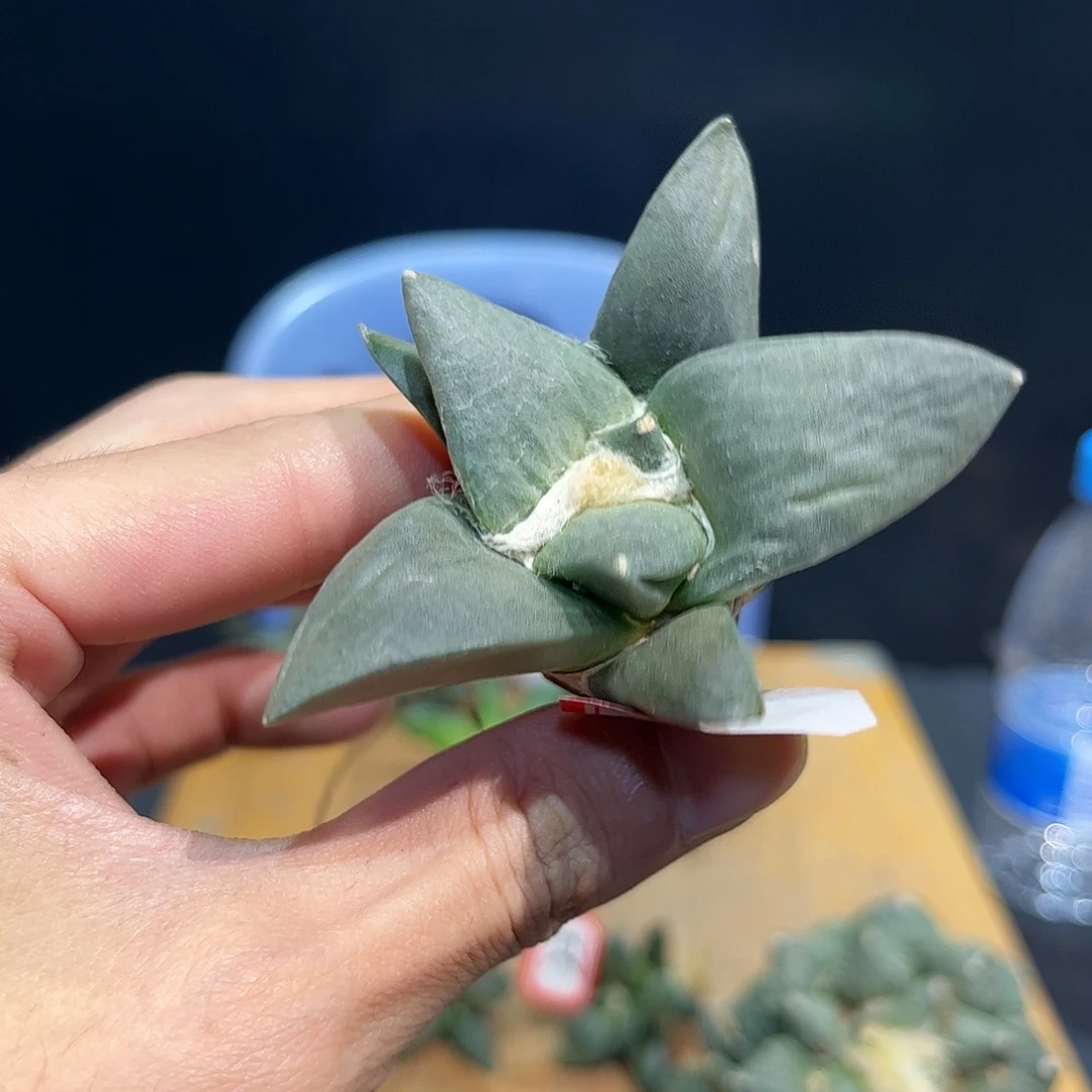 24 号实生好好怒涛萝卜根