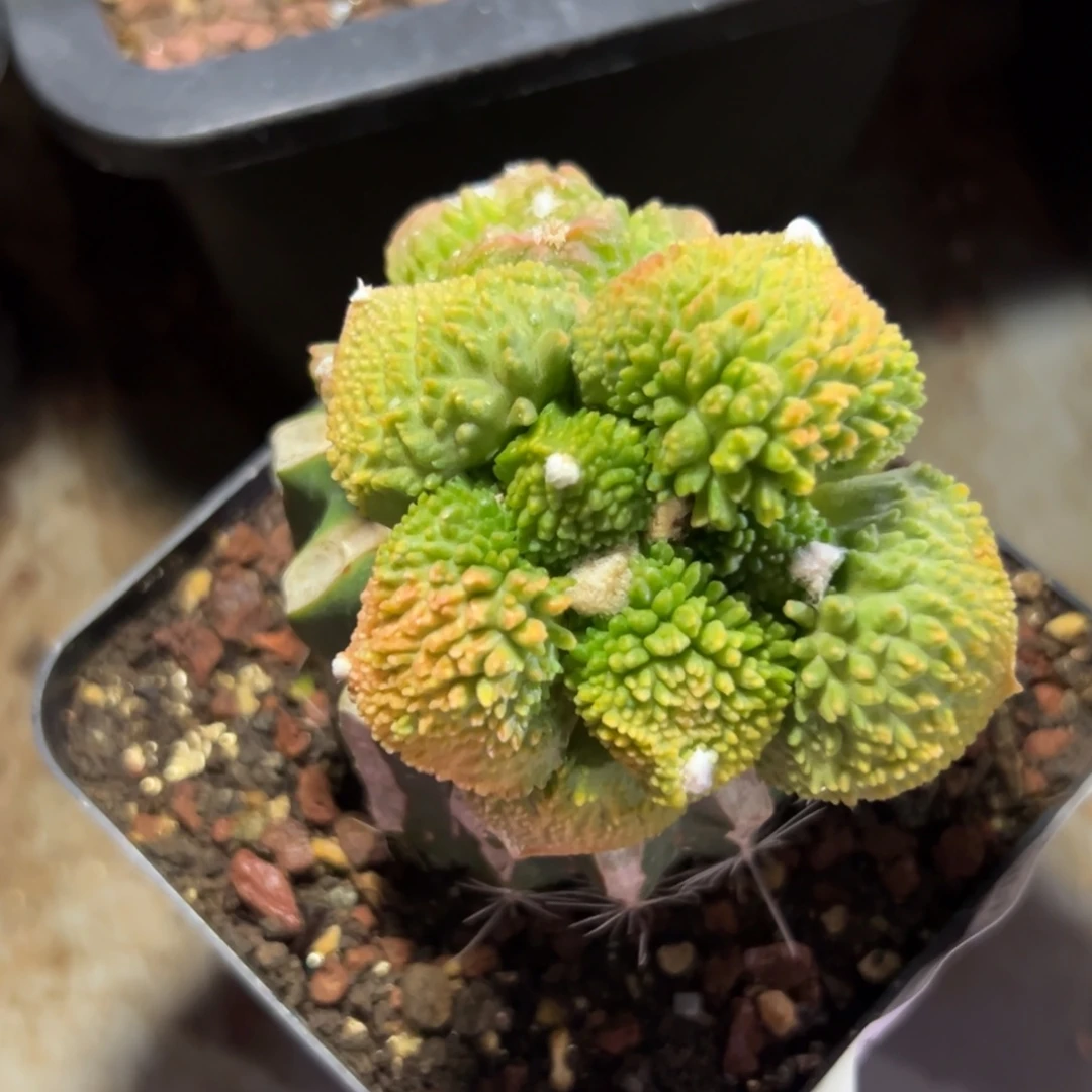 571 袖蒲嫁接仙人球