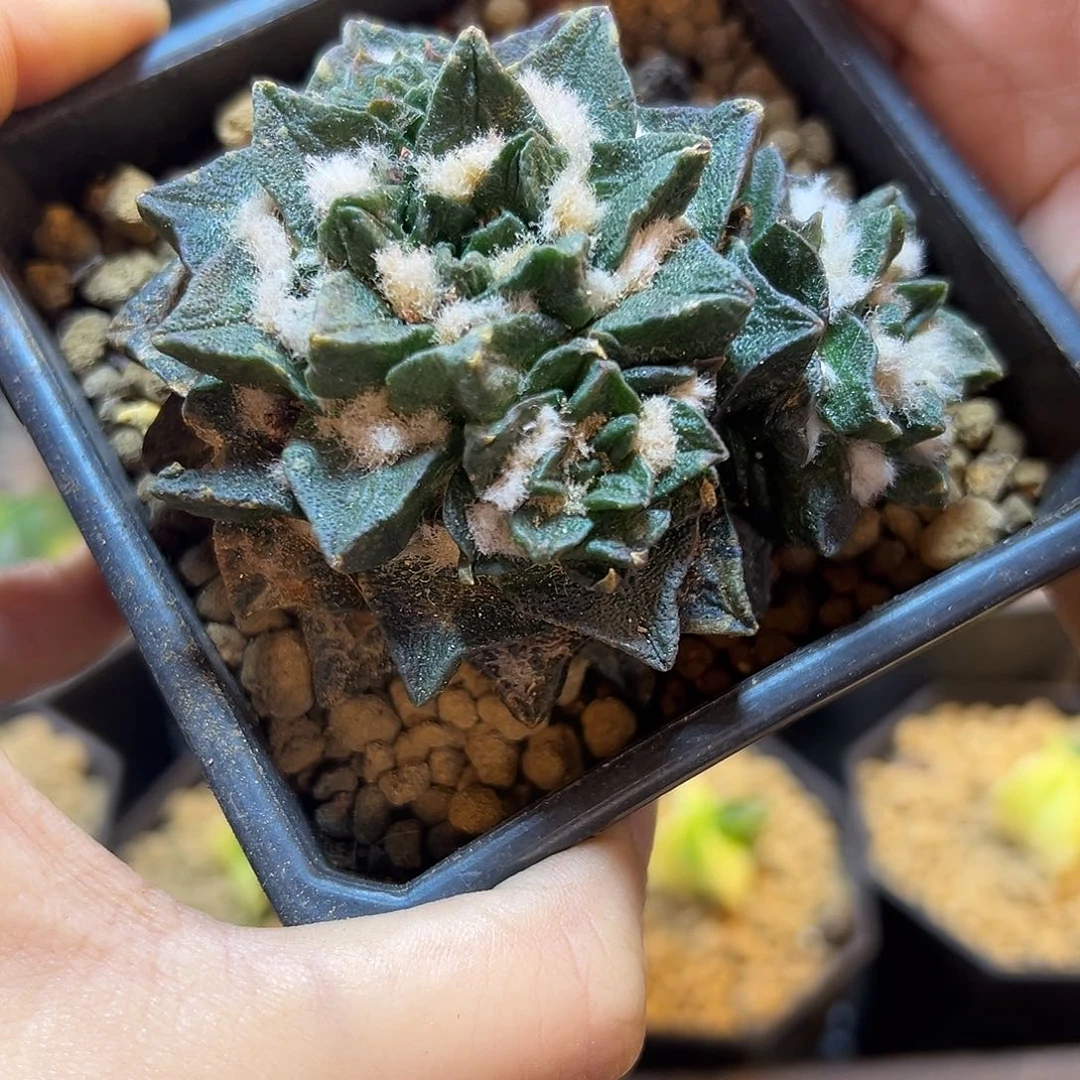 40号自根短尤龙角牡丹无根7.8公分