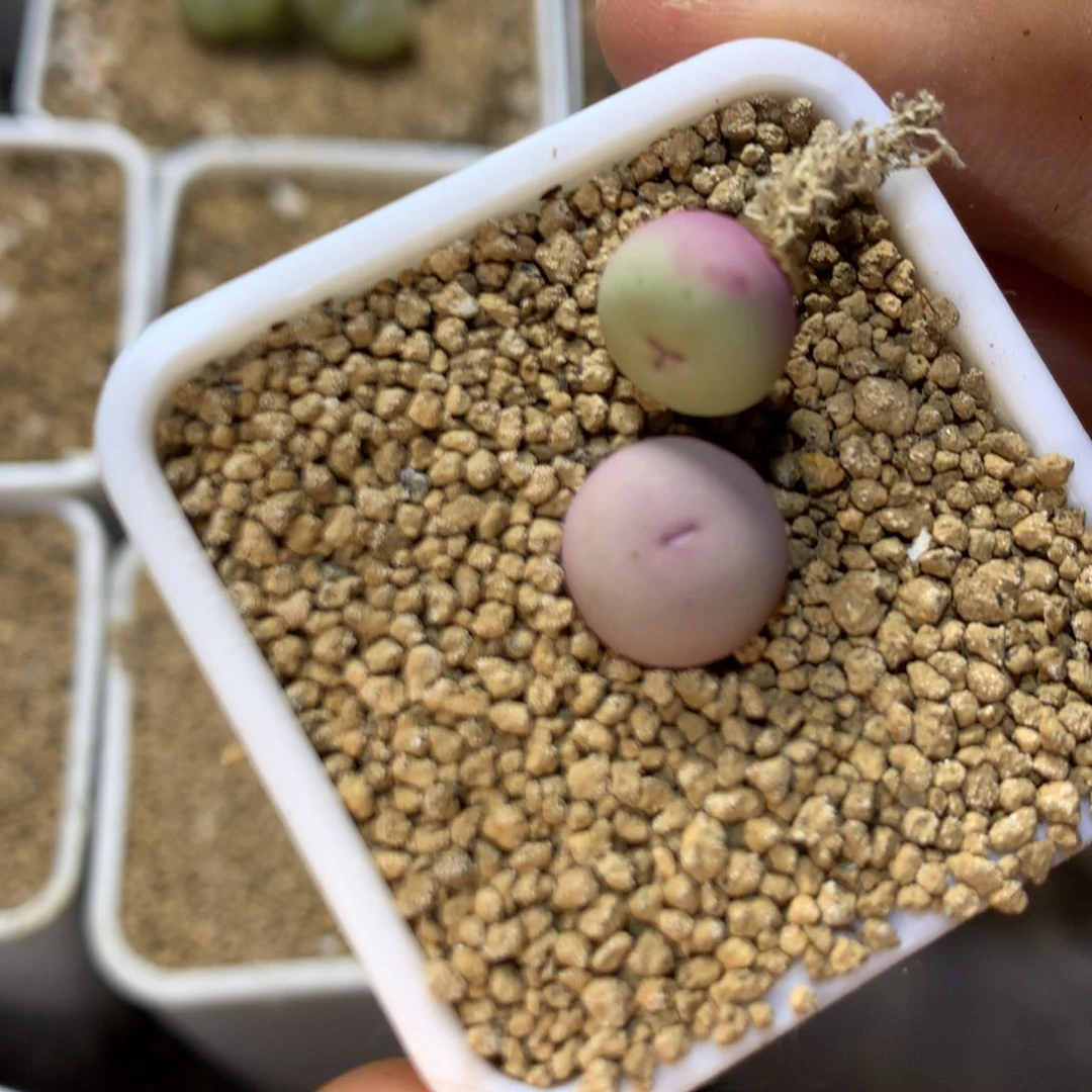 完全开放000000000001