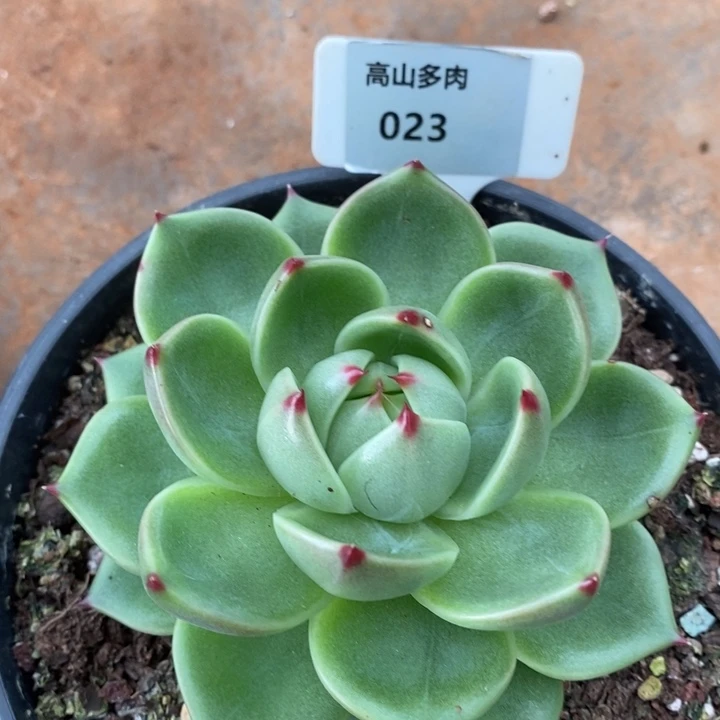 D023- 直播福利 蓝龙