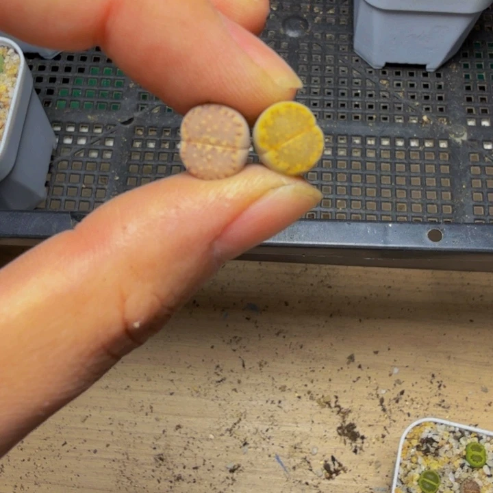 小***…多肉植物的生长40