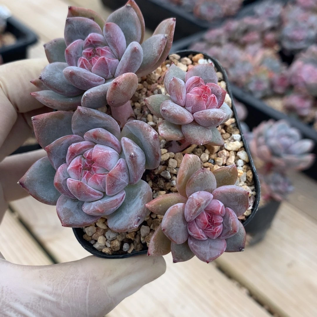 突尼斯发货多肉星影4头有砍
