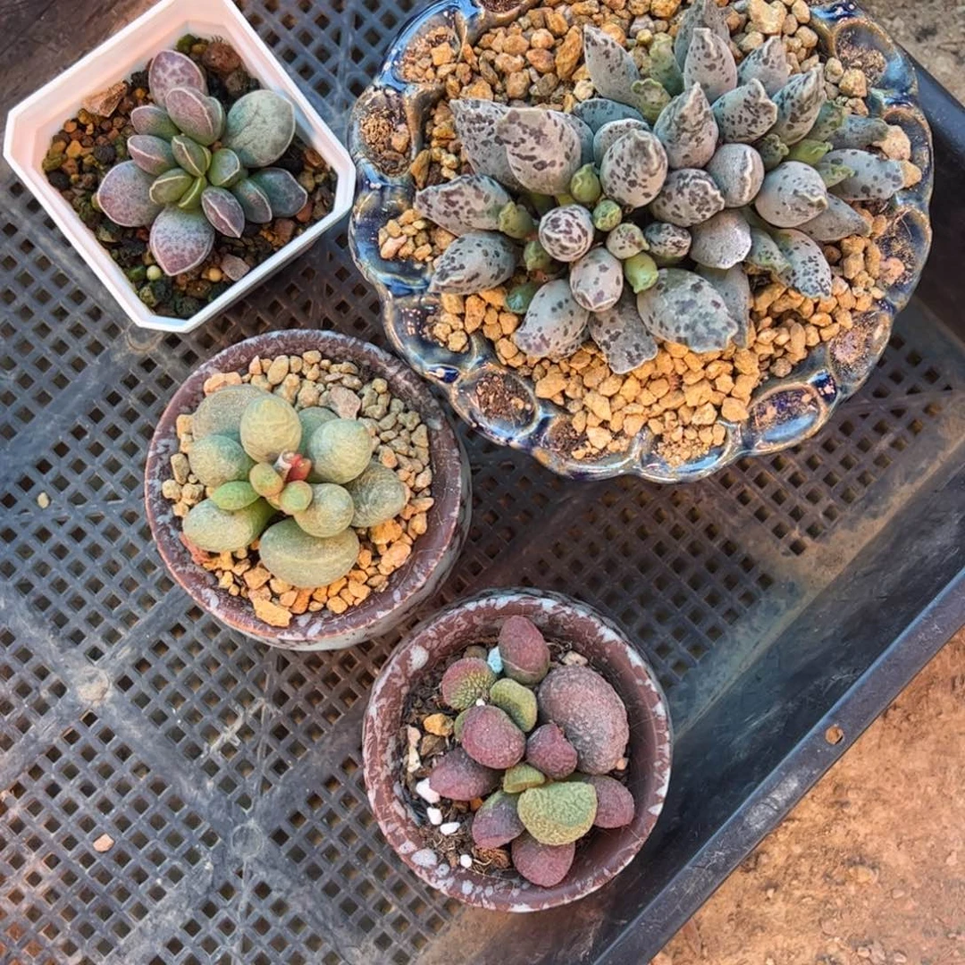 萌***g抵卷满送剩9。
