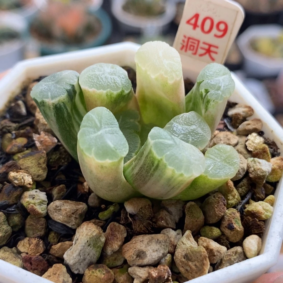 409万象锦一物一拍