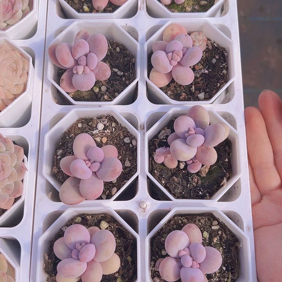 粉奶酪带盆带土19包邮