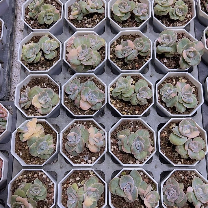 双头可爱玫瑰锦19包邮