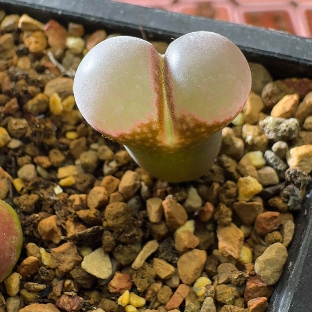 雪***瑰云缦精品番杏8.34