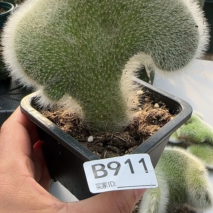 白*花落地九尾狐缀化911