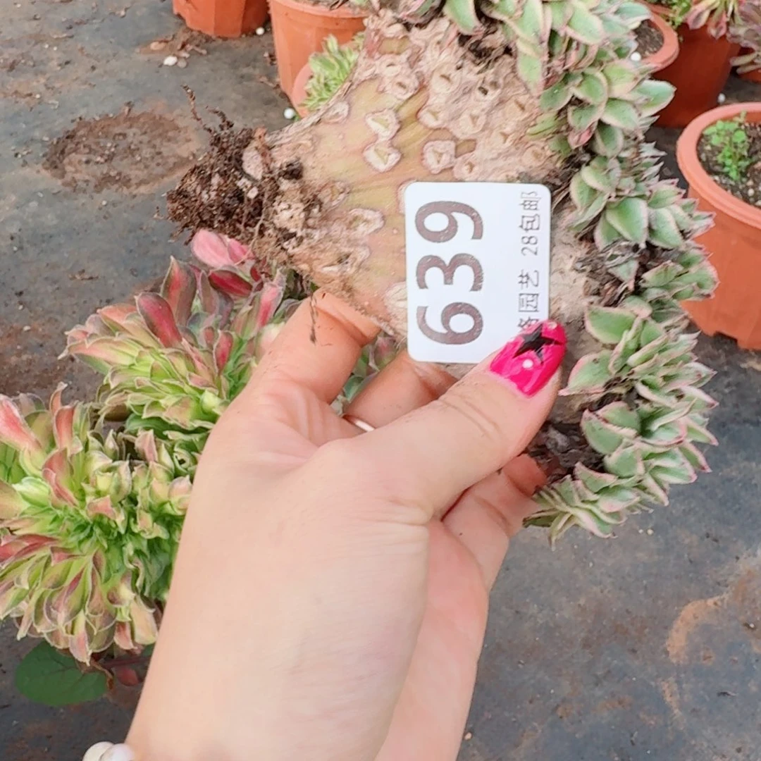 639青莲缀化多肉植物满28包邮