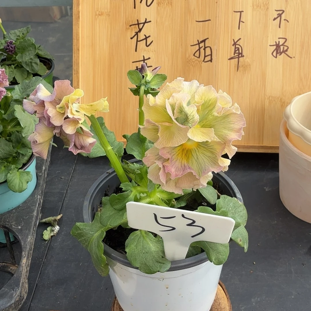 完全开放53洛可可礼服53