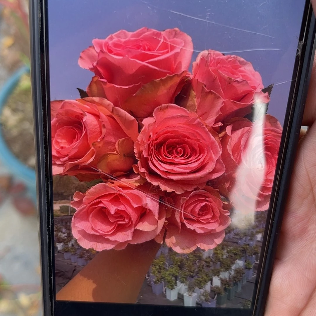 无花朵———勾引 大苗