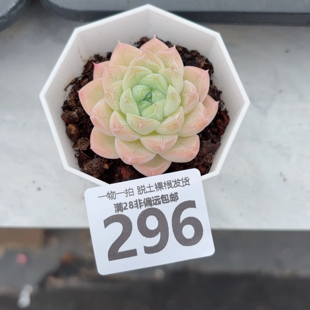 白卡单头无盆土发货