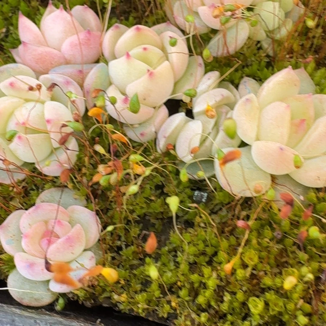 宽叶美尼珍妮糖心量拍25/98