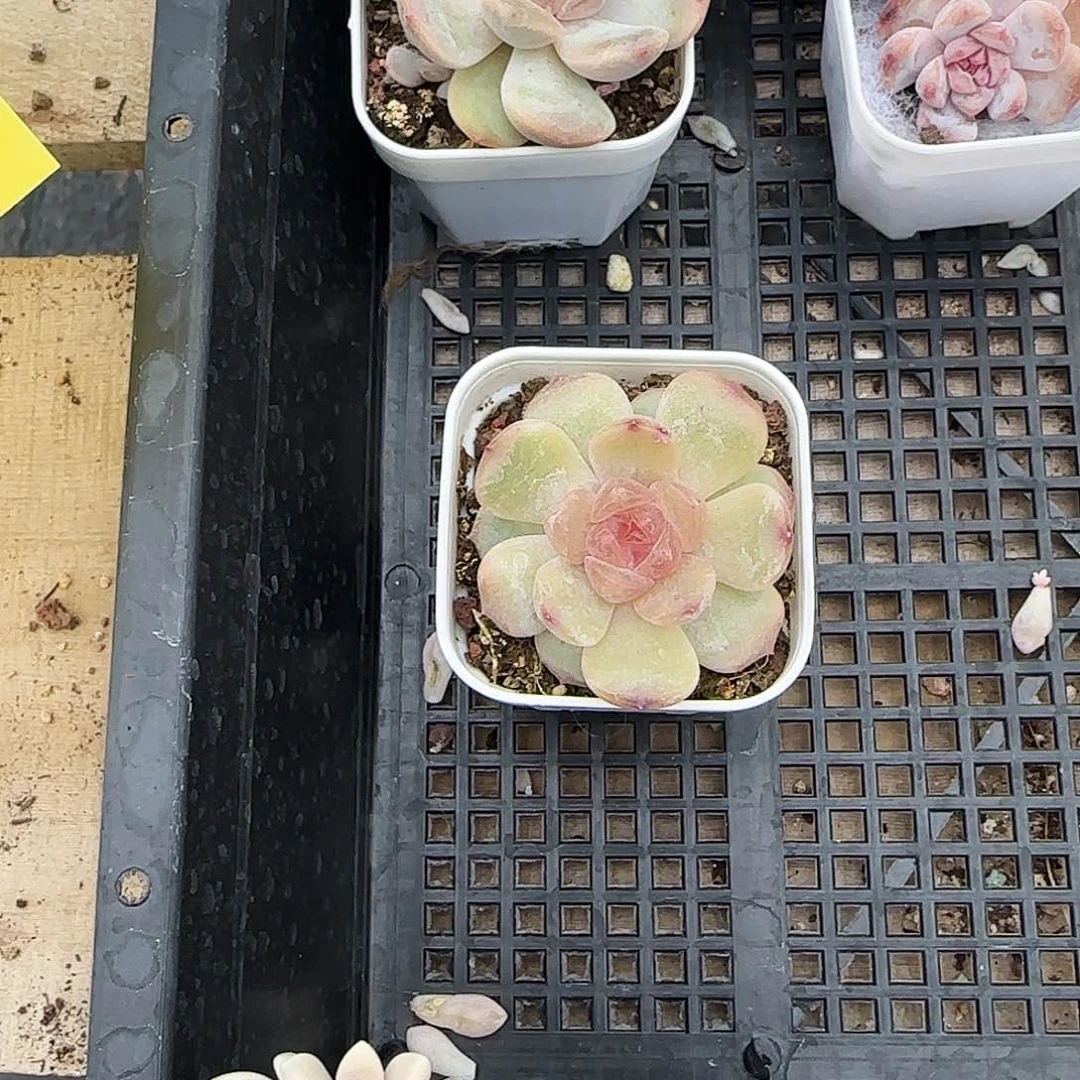 红恋盆一个满25包邮