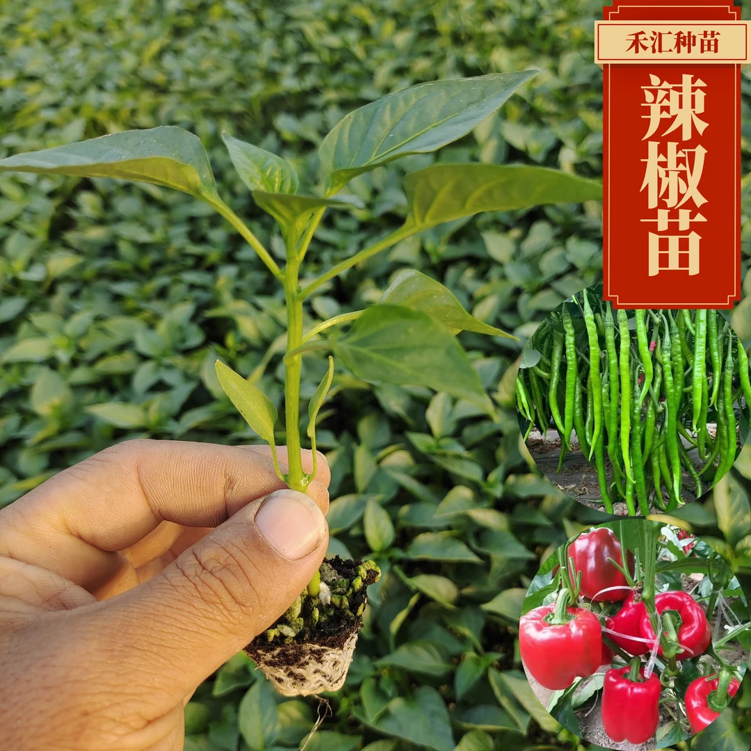 优质辣椒苗朝天椒灯笼椒牛角蔬菜椒椒种植育苗成活快速生长下单