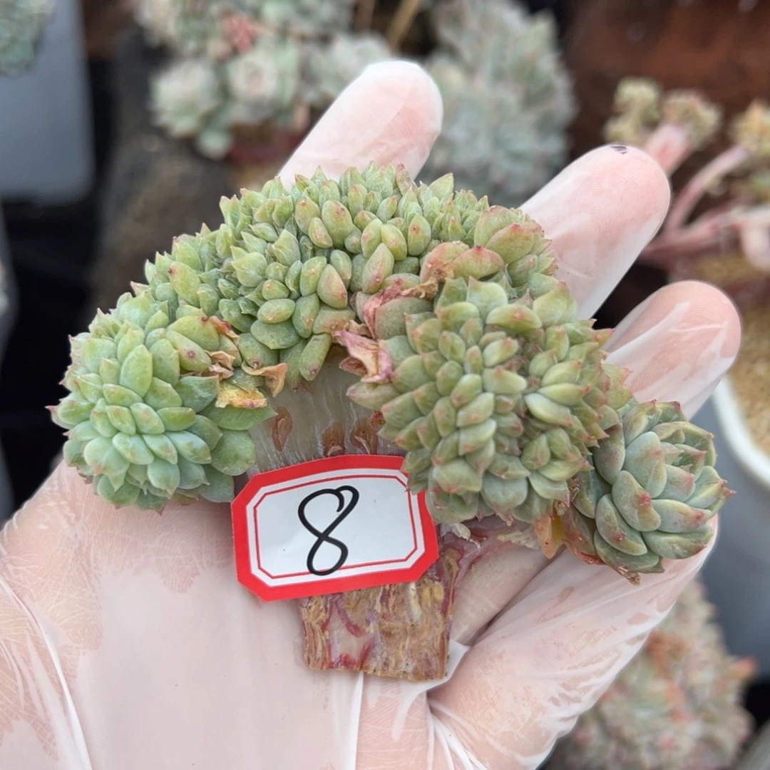 y**i新年快乐 新年快乐