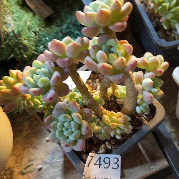 幸运儿的一句台词我幸运