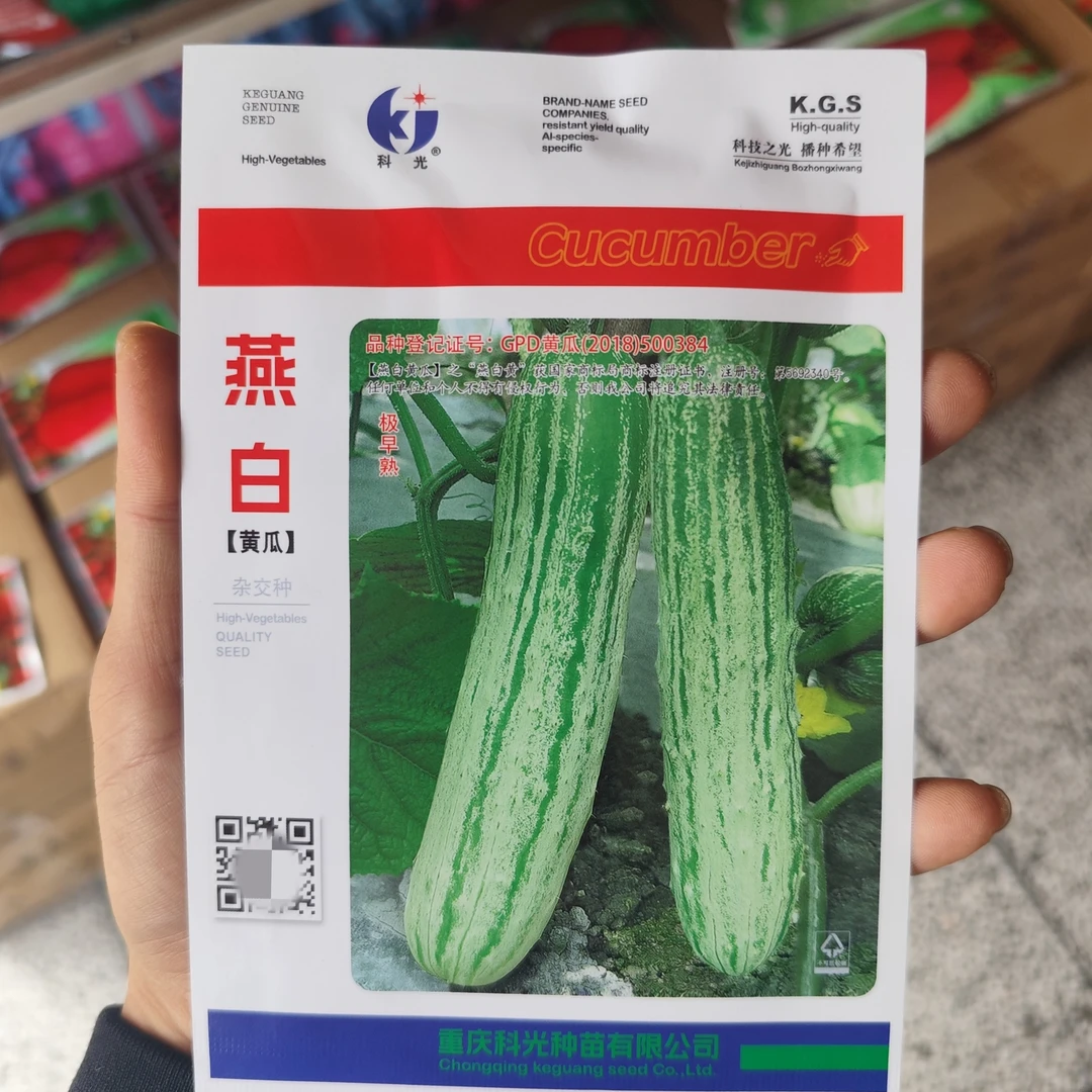 科光燕白黄瓜种子F1极早熟本地黄瓜 长势强 口感甜脆抗病高产