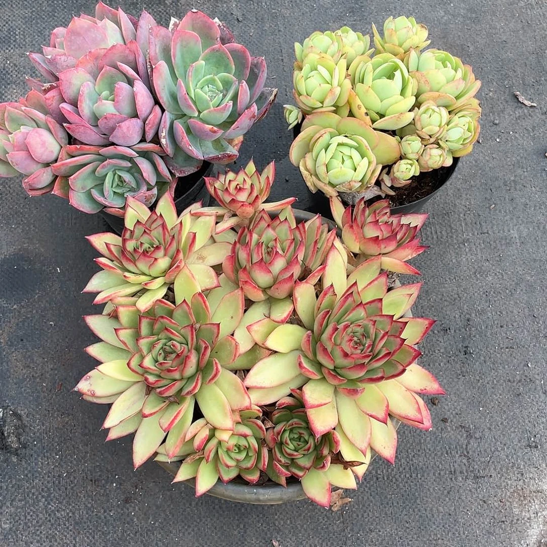 马***。吉赛尔大碧桃绮罗带盆发货