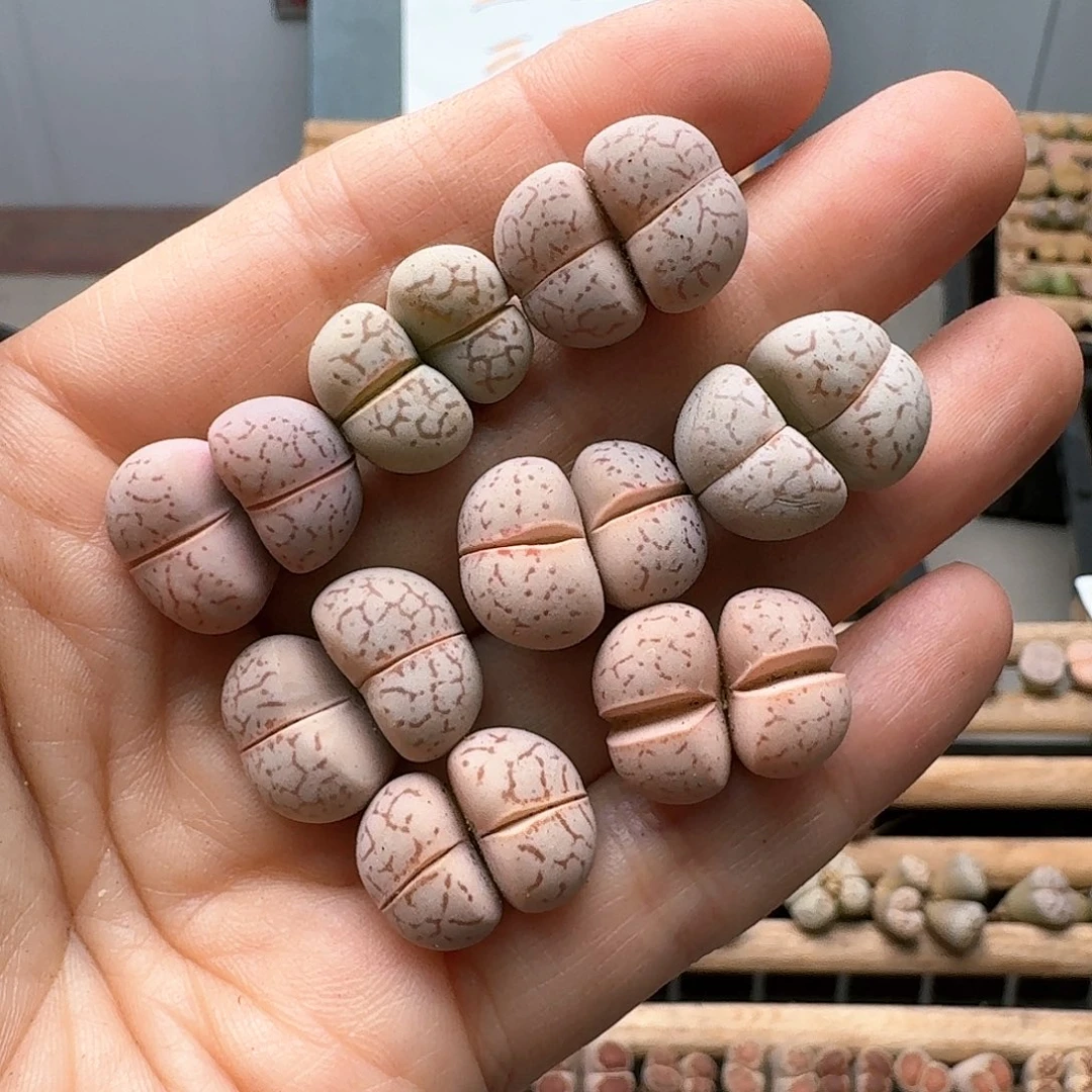983清框特价大白