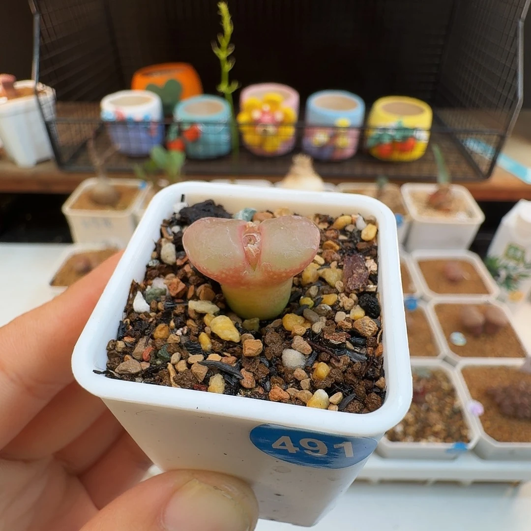 多肉植物福利肉锥紫罗兰风铃491