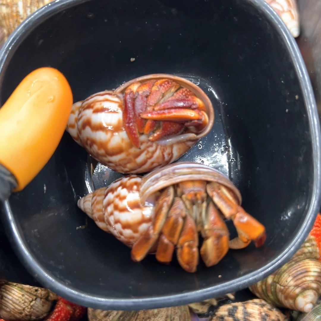 2.9口 2.8口厄瓜瓜