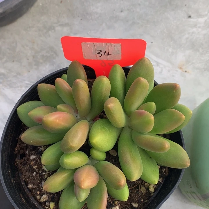 多日植物62727277272