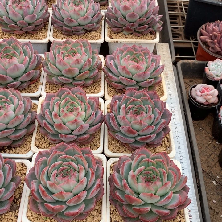 红鸾多肉植物12.88两单包邮