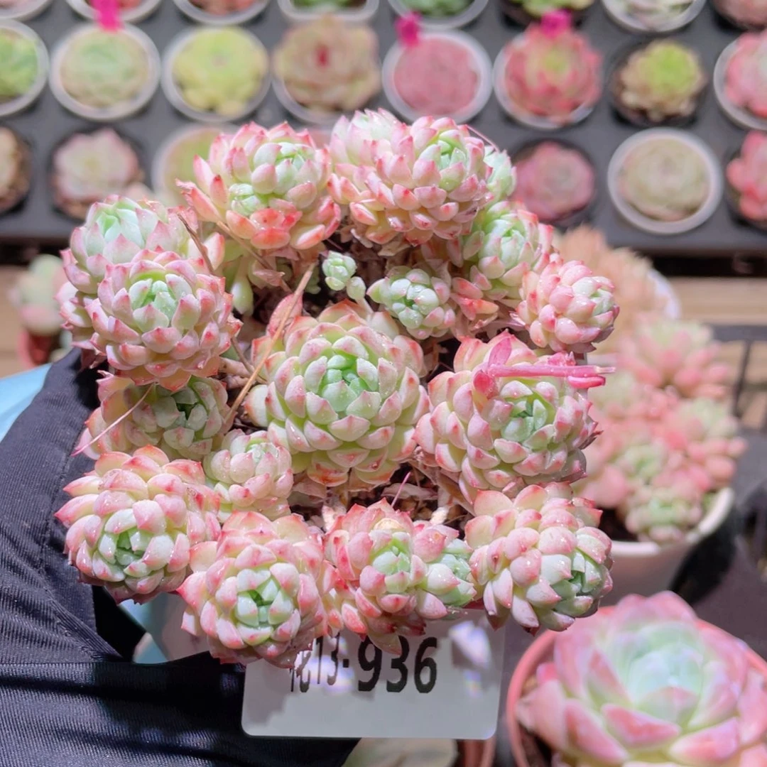 花利美13-936小粉莓