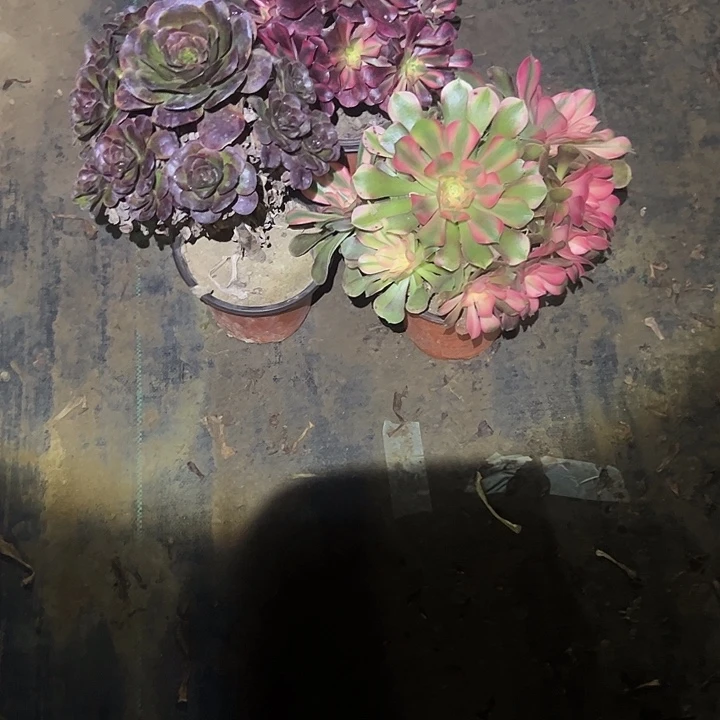 不包侧枝一物一拍44