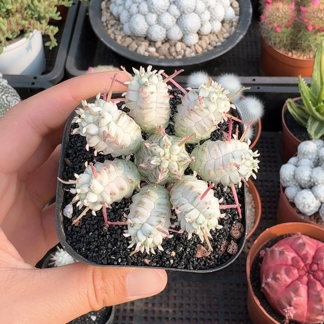 白化麒麟仙人球123