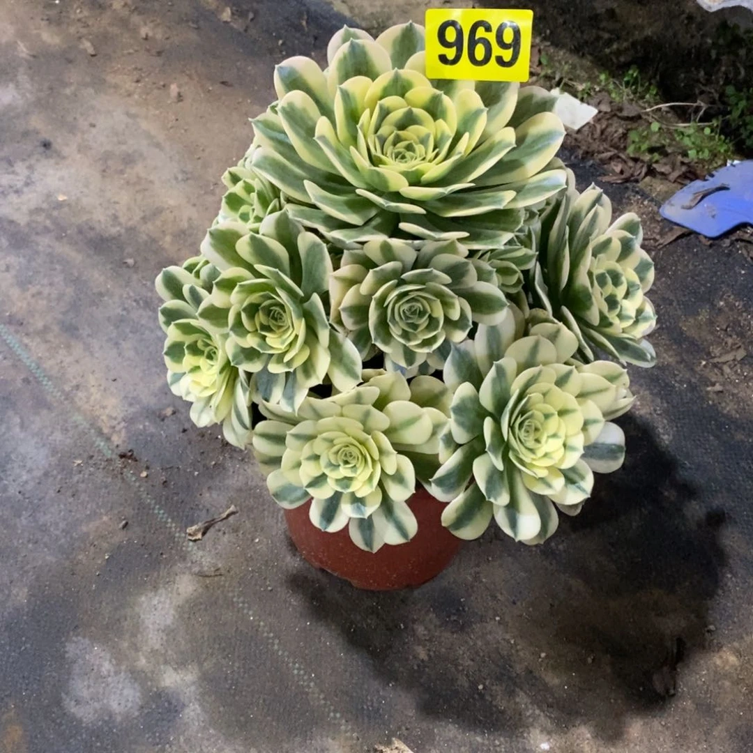 淡绿豆沙多肉法师969