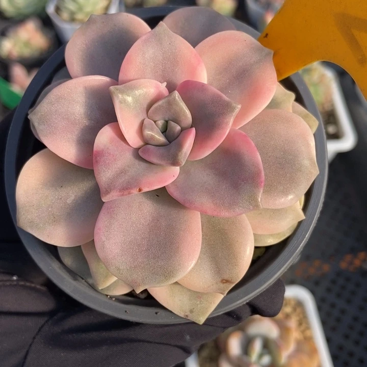 522紫乐锦多肉植物