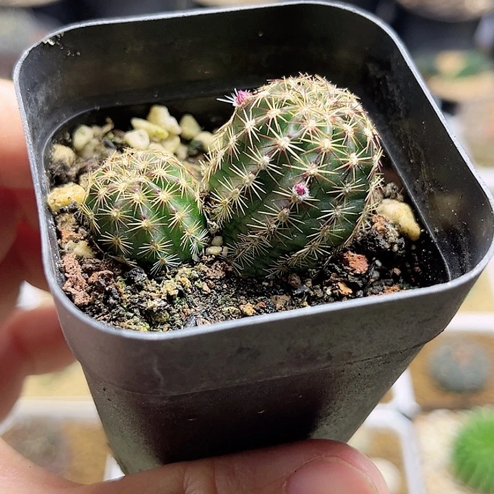 双头青花虾一颗一物一拍