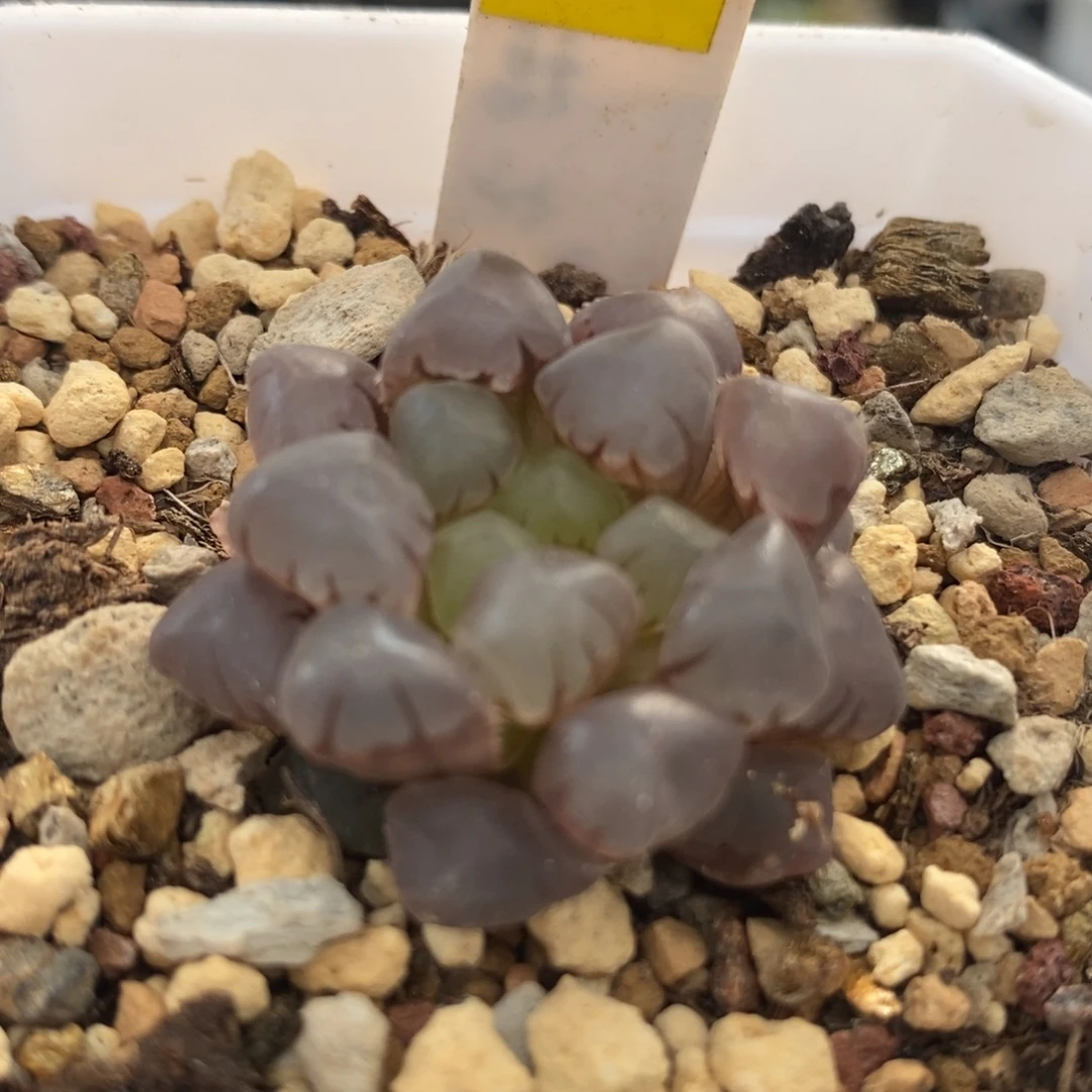 581全窗冰灯玉露一物一拍