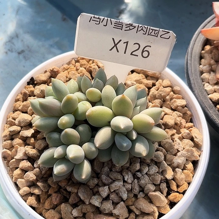 我是第一百个为妖刀应援的阴阳