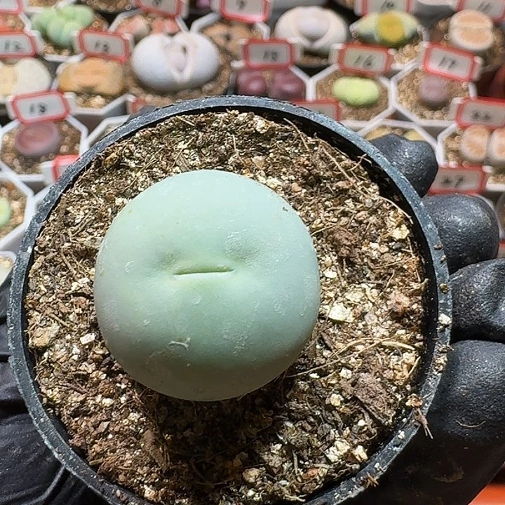 小*豹生石花22/：：：。   96