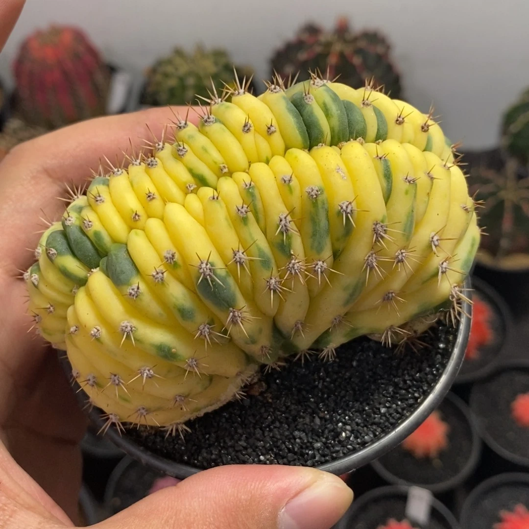 多闻柱缀化锦—带盆土发货31