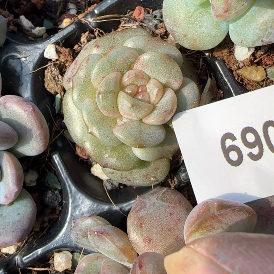 小卡拉米糖心一物一拍