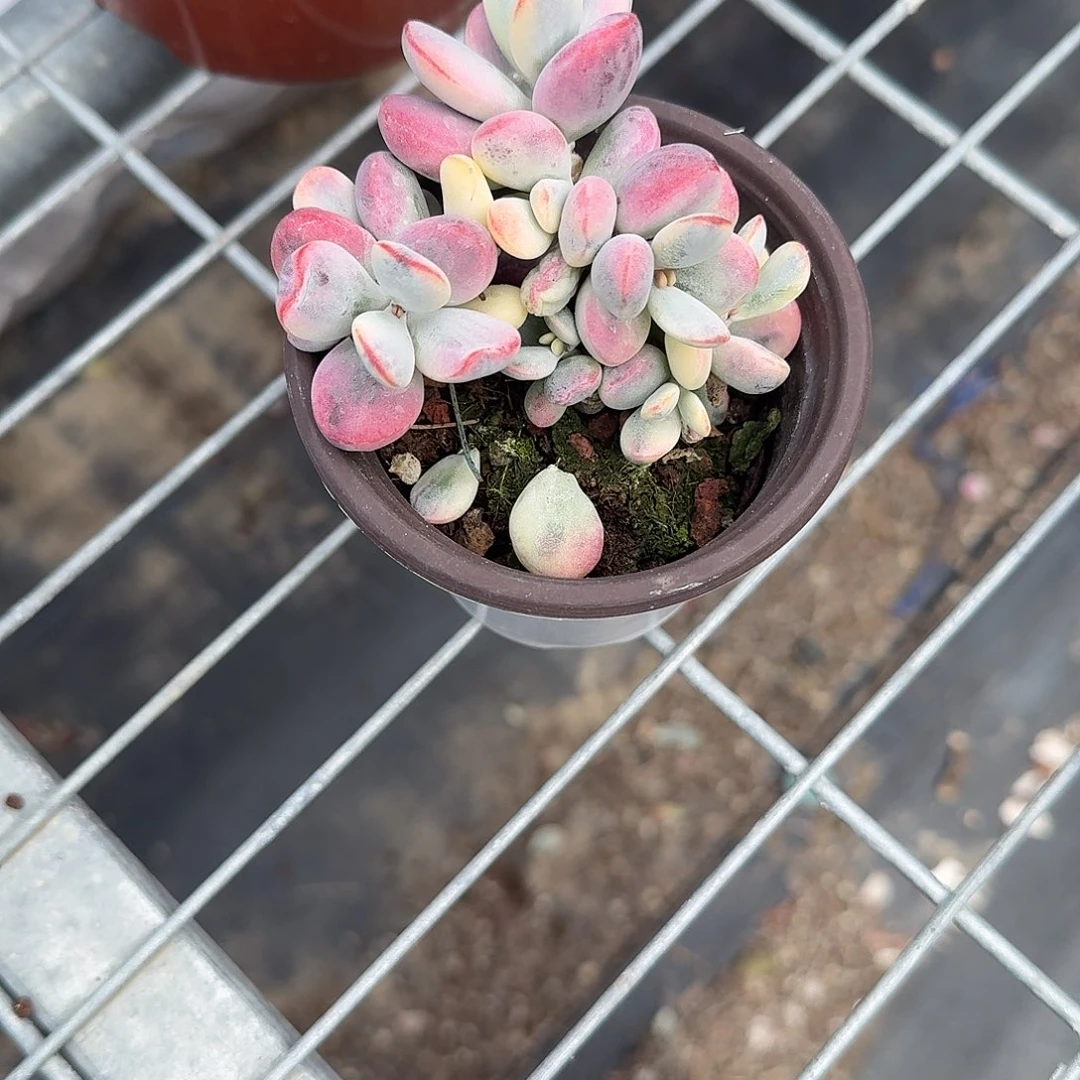 乒乓度娘锦多肉植物