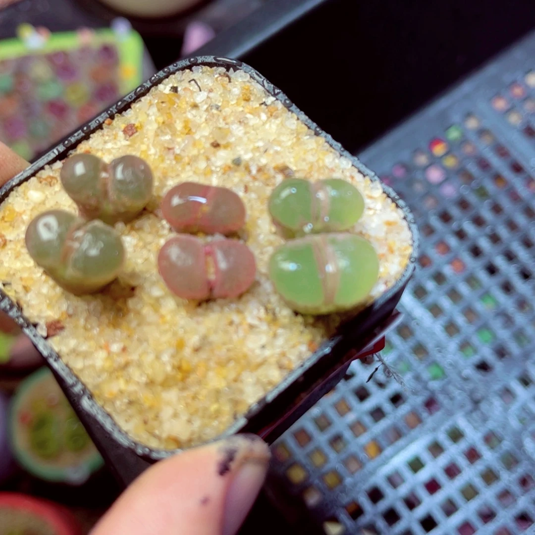 554生石花带盆发1